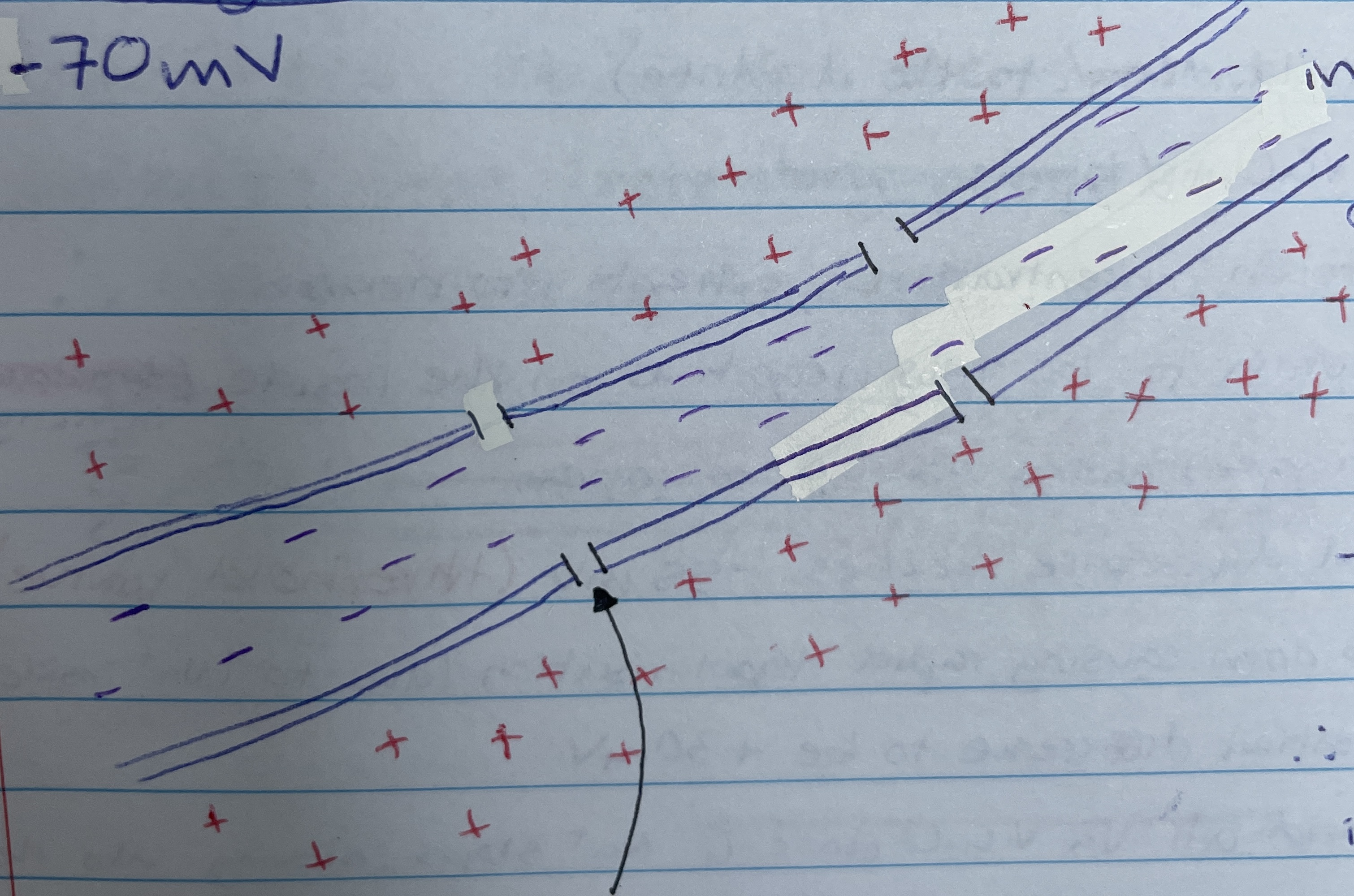 <p>The difference in charge between the outside of a neuron, which is more positive, and the inside, which is more negative - in the axon</p>