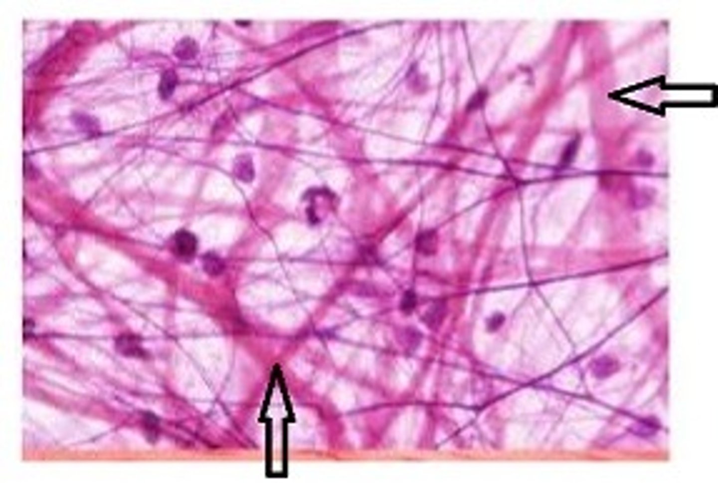 <p>identify the component of loose connective tissue</p>