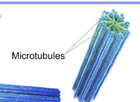<ul><li><p>component of centrosomes</p></li><li><p>1 microtubule organization center</p></li><li><p>single cylinder of 9 groups of microtubule triplets</p></li></ul><p></p>