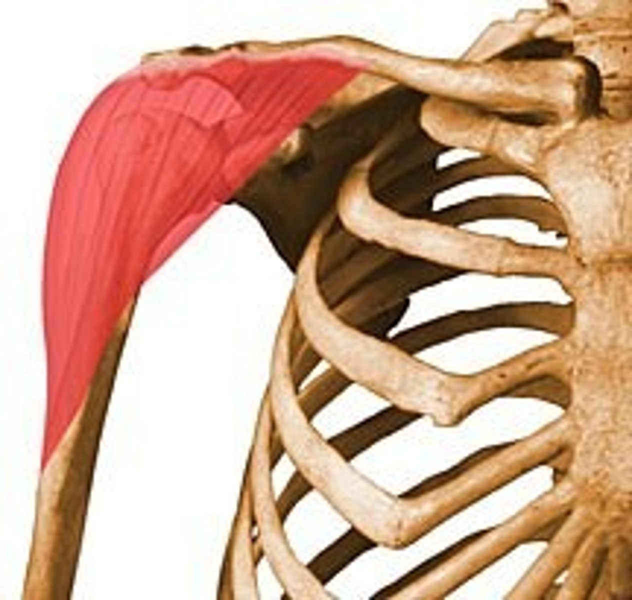 <p>Action: Arm abduction; flexion; and medial rotation of humerus; extension/lateral rotation of arm<br><br>Origin: Lateral 3rd of clavicle, acromion and spine of scapula<br><br>Insertion: Deltiod tuberosity of humerus</p>