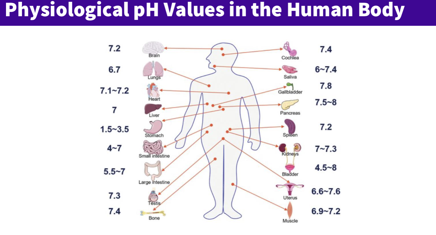 <ul><li><p>general ph = 7.4 and fluctuates around this</p></li><li><p>stomach significantly lower- acidic 1-3</p></li><li><p>small intestine fluctuates </p></li></ul><p></p>
