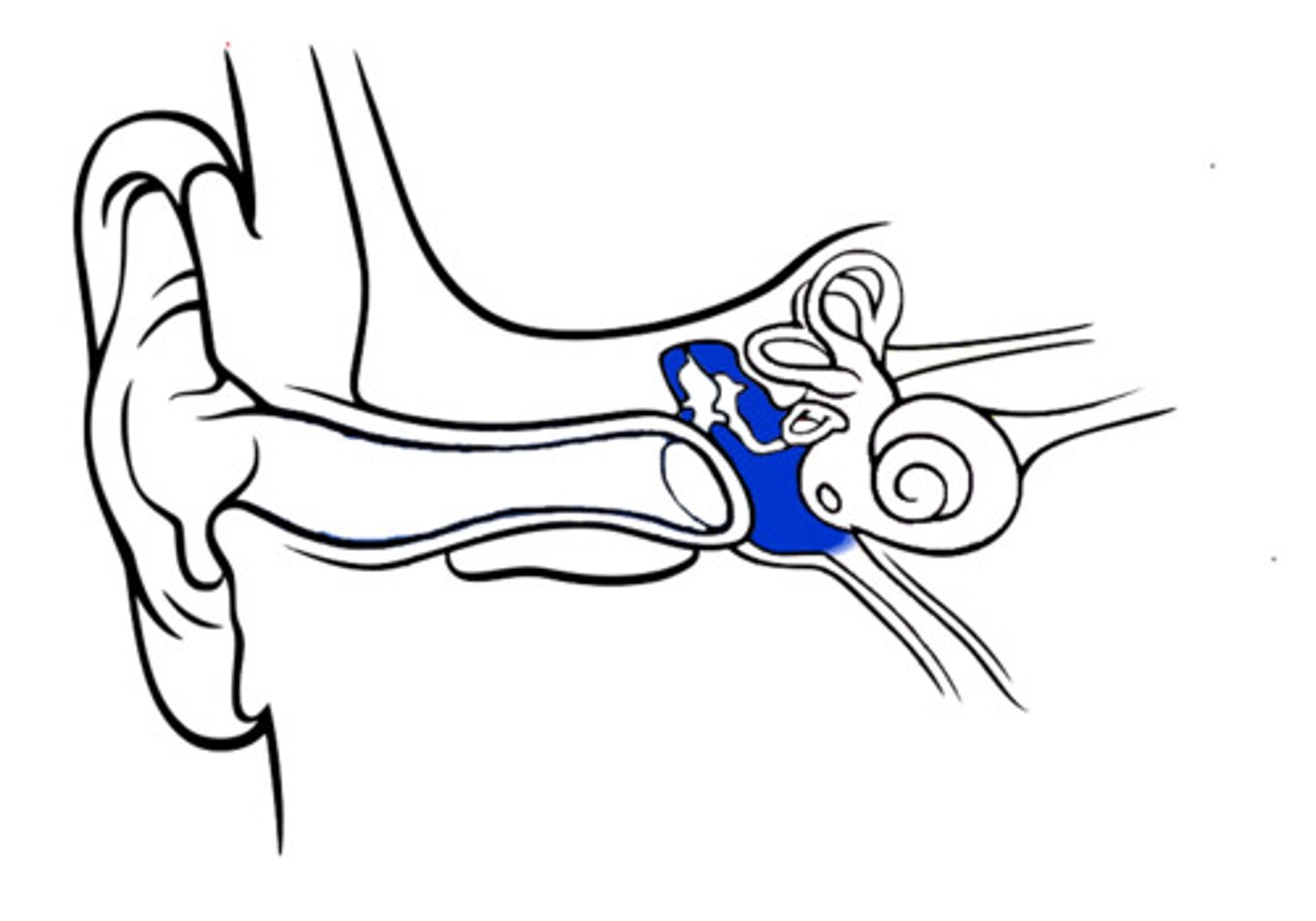 <p>opening of middle ear</p>