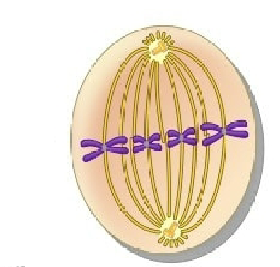 <p>what stage of mitosis is this?</p>