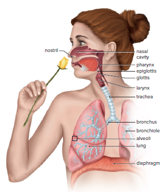 The human respiratory tract.