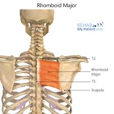 <p>Rhomboid major origin</p>