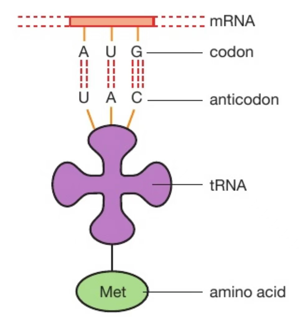 <p><strong>Anticodon of bases</strong> on one end, a <strong><u>site</u></strong><u> where a specific amino acid can attach</u> on the other end</p><p>Image: tRNA molecule with the anticodon UAC carrying the amino acid methionine</p>