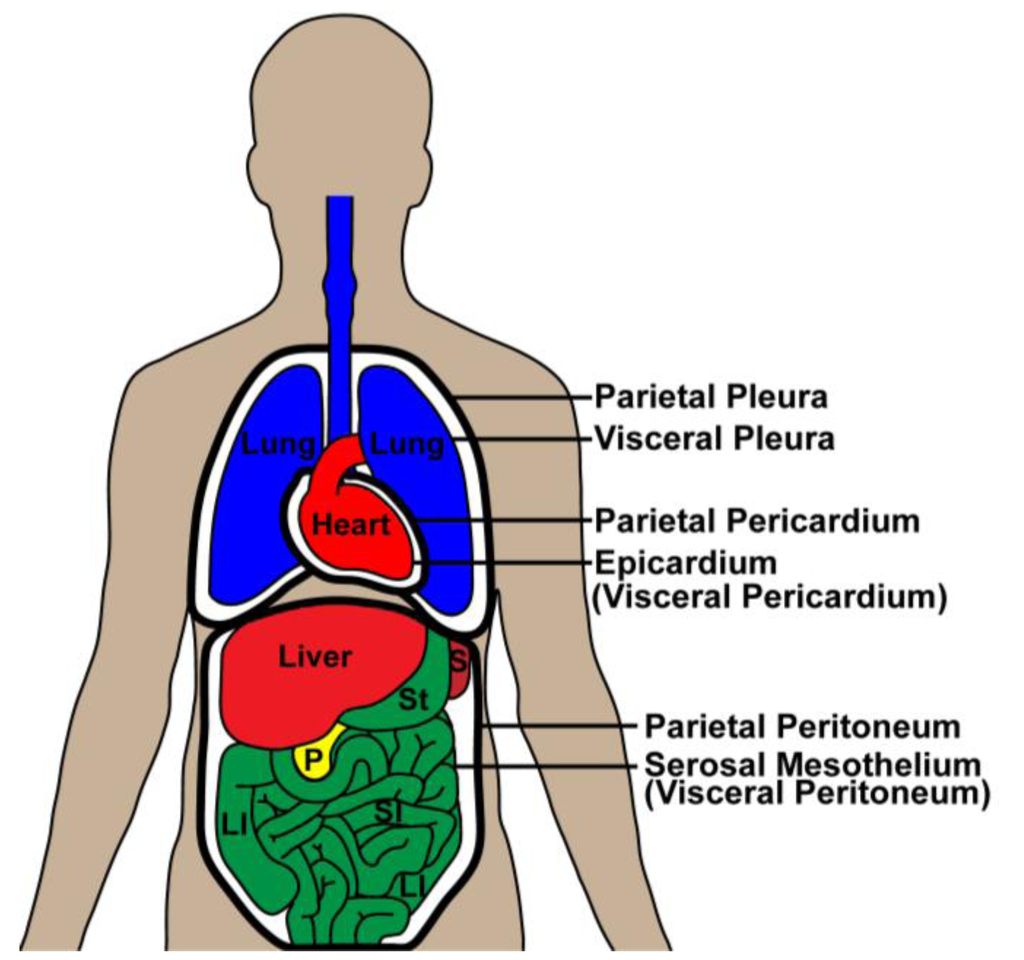 <p>Visceral pleura</p>