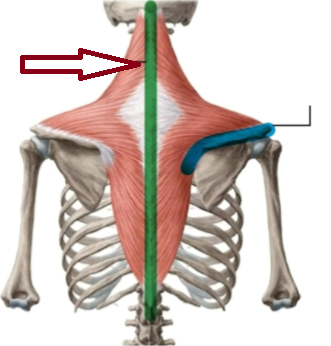 <p>the fixed and stable point of attachment, usually connected to a bone that remains stationary or moves very little during contraction. This end is typically the less movable, more stable part of the muscle and is often located proximally, closer to the body’s midline.</p>