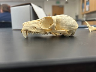 <p>What is the name of the species?</p>