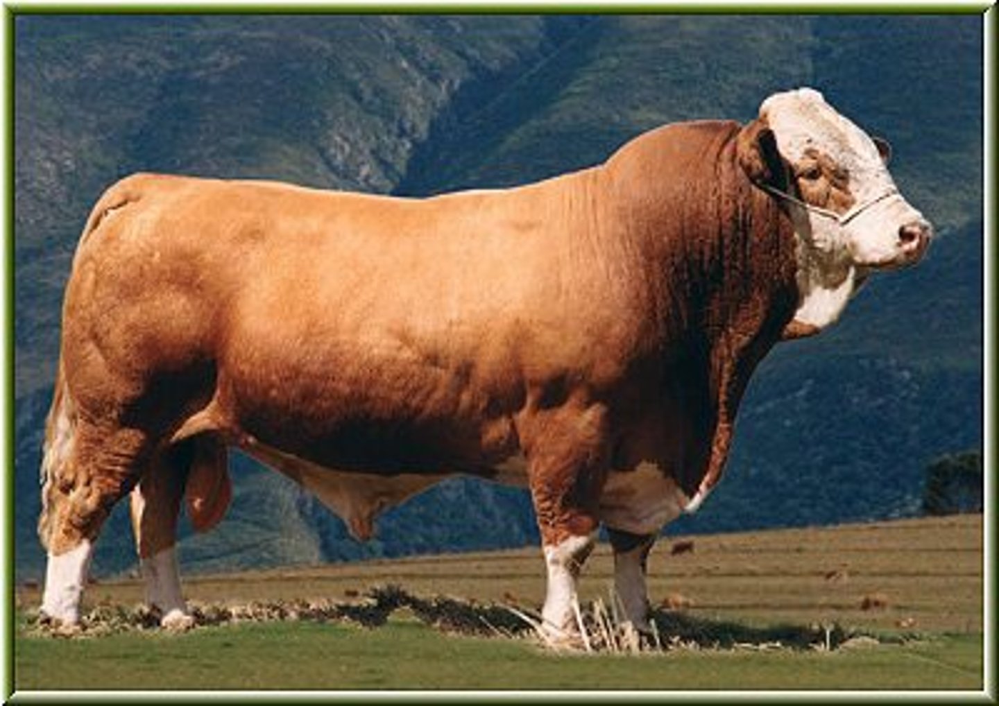 <p>-Continental Breed</p><p>-Used for milk, meat, and draft animals</p><p>-Traditionally a red color</p>
