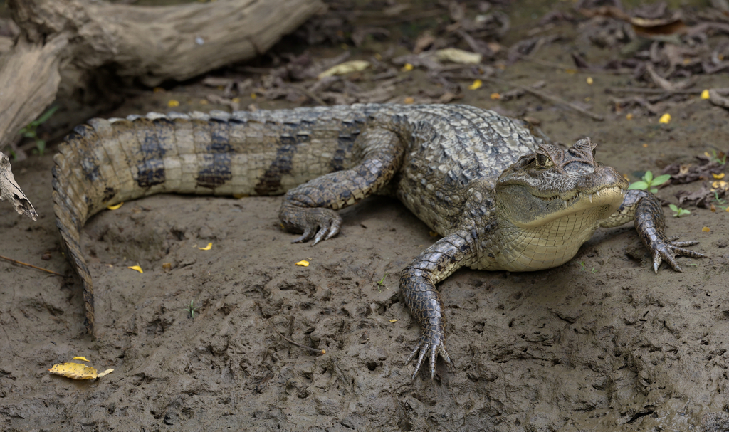 <p>smallish alligator</p>