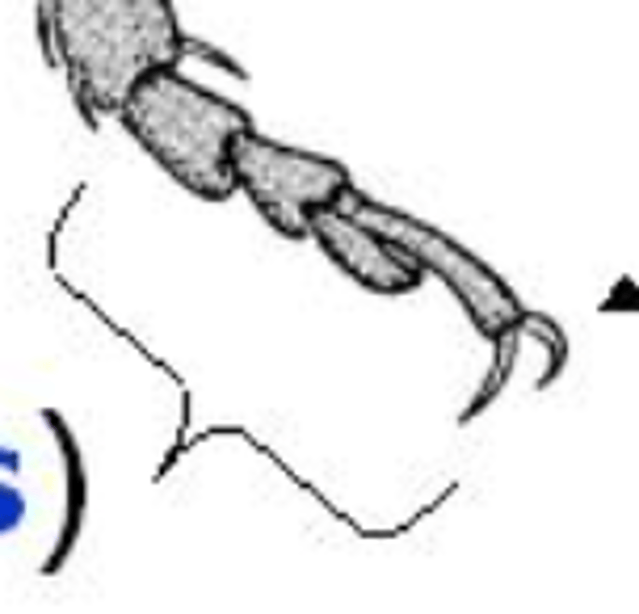 <p>this is made of several jointed segments and has a small claw at the end</p>