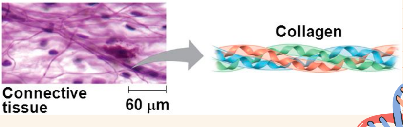 <ul><li><p>found in the hair of mammals</p></li><li><p>makes up tendons and ligaments</p></li></ul>