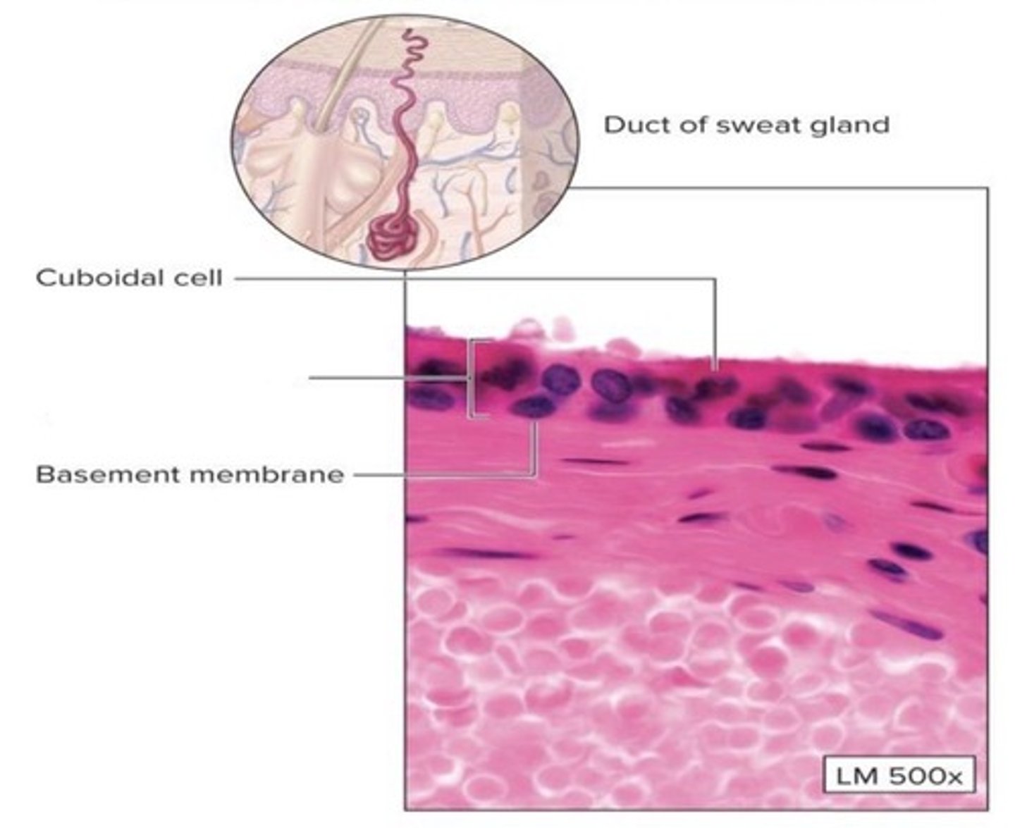 <p>What epithelial tissue is this?</p>