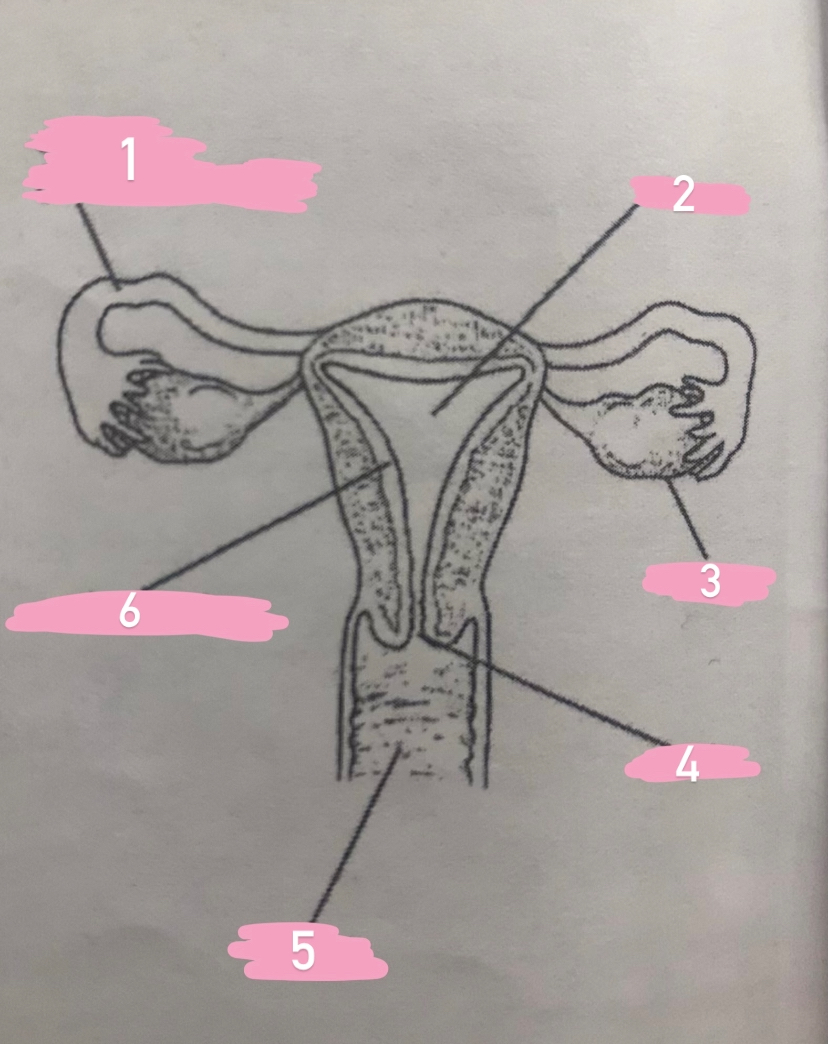 <p><strong>SHOW YOUR WORK</strong></p><p>female reproductive structure</p>