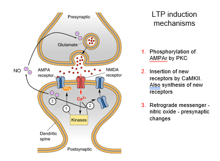 <p><strong>PKC, PKA, and CaMKII</strong> — all contribute to <strong>phosphorylation and receptor insertion</strong>.</p>