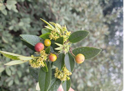 <p>Order:</p><p>Family:</p><p>Genus:</p><p>Species:</p>
