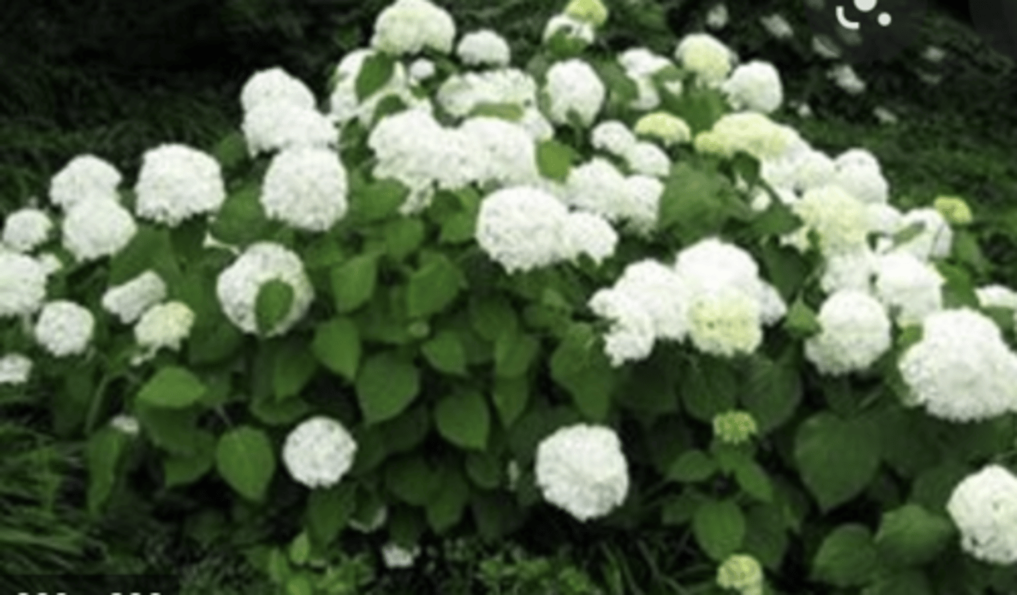 <p>mostly sterile white and green flowers, opposite decussate leaves, no fall color, dentate margin, leaves bigger than big-leaf</p>