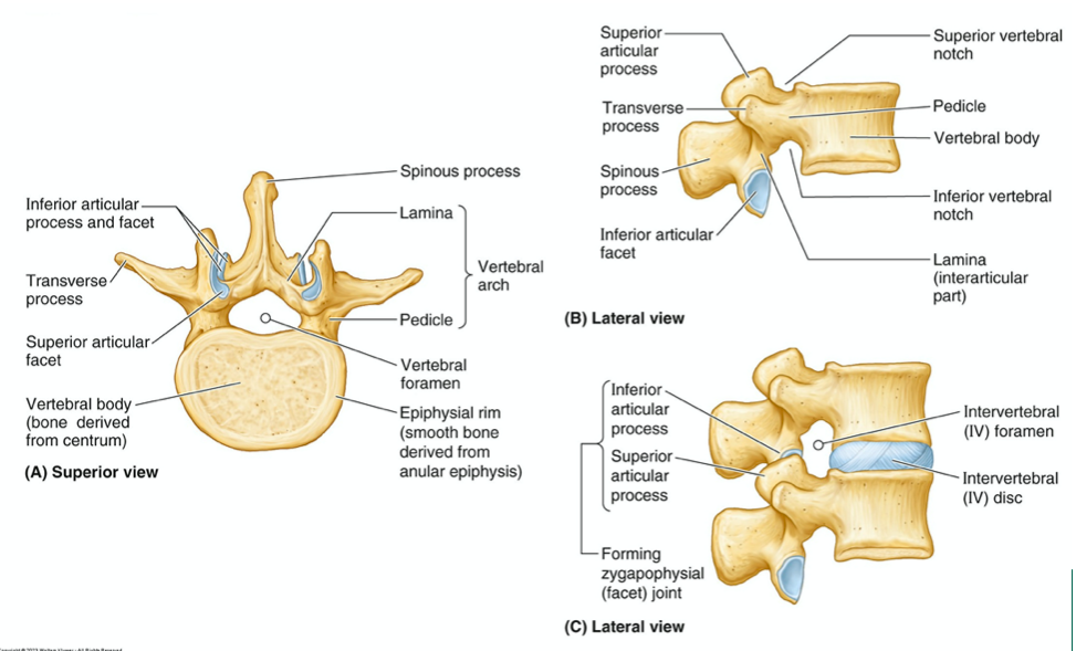 <p><span>List the components recognized when a typical vertebra is dismantled.</span></p>
