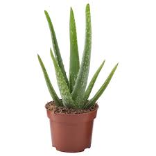 <p>Aloe Plant </p>