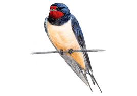 une hirondelle, a swallow