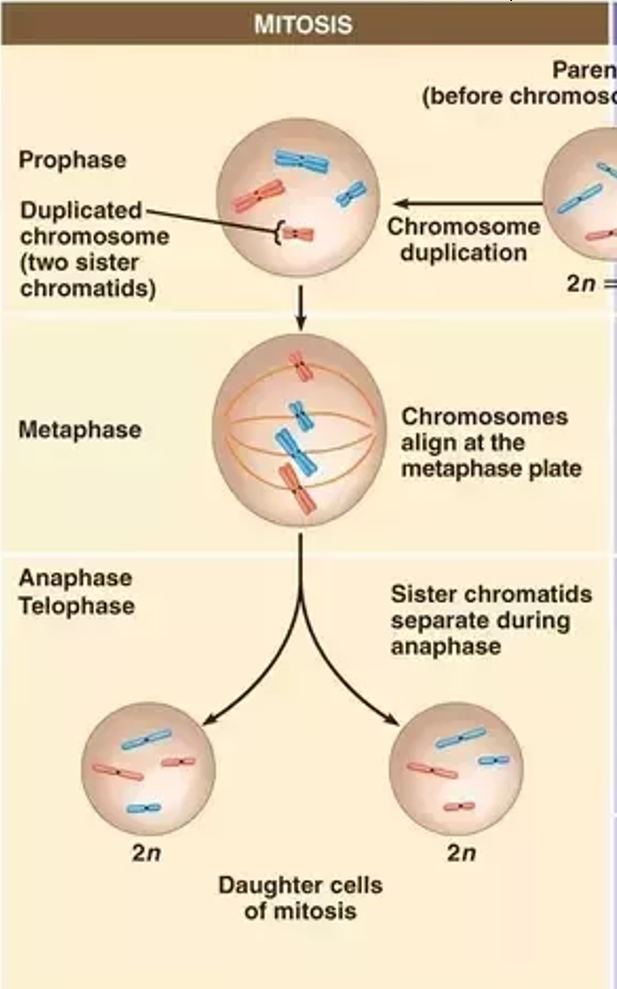 <p>A type of cell division that produces genetically identical daughter cells. Used for asexual reproduction and growth and repair in body cells. The chromosome number of the parent cell is the same as the daughter cell.  PMAT x 1 (one division).</p><p></p><ol><li><p>The DNA replicates in interphase. That means there are still the same amount of chromosomes but double the amount of chromatids.</p></li><li><p>In metaphase, the chromosomes align at in the middle</p></li><li><p>In anaphase, the sister chromatids are ‘ripped’ apart or seperated into two cells.</p></li></ol>