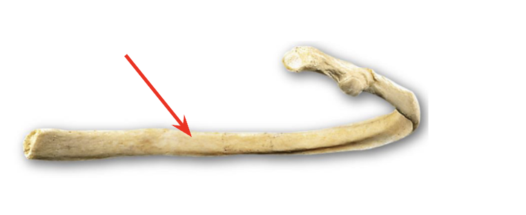 <p>Curved main part of rib</p>