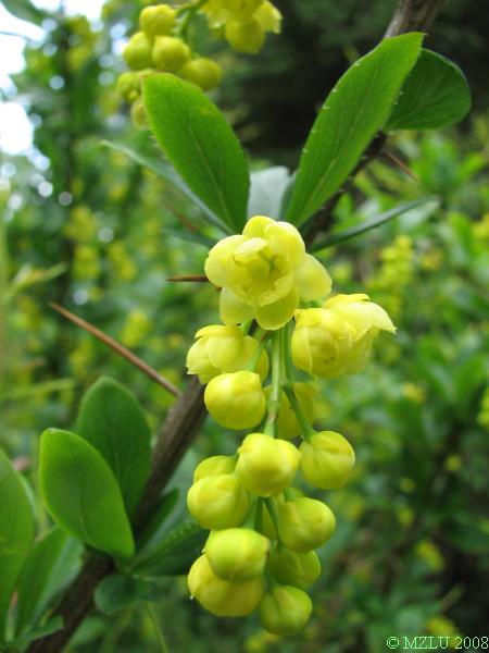 <p><span><em>Berberis vulgaris</em></span></p>