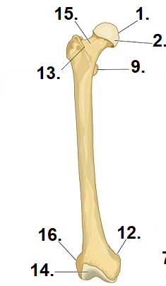 <p>What is #2? (State which bone)</p>