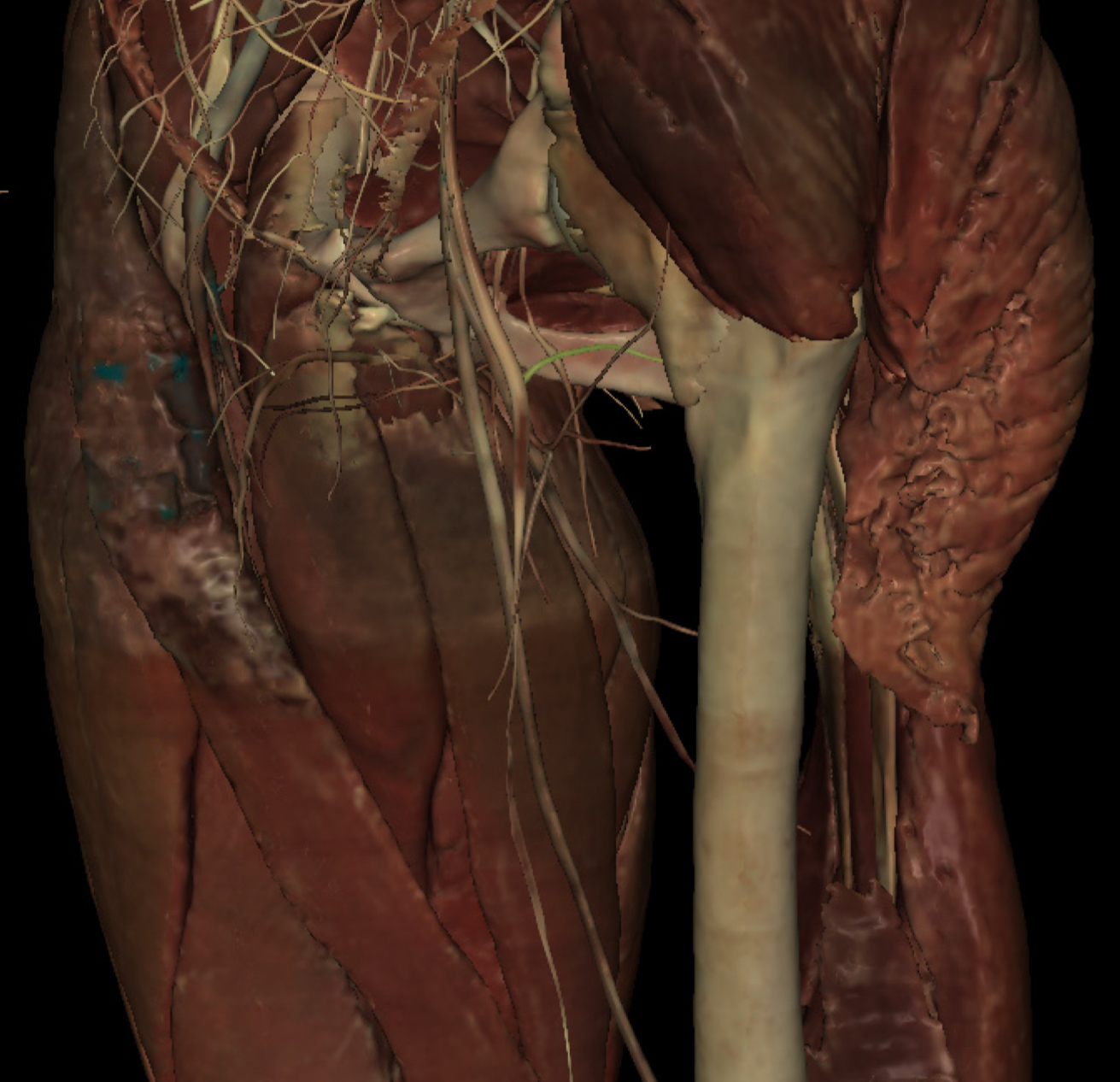 <p>Identify the Structure</p>