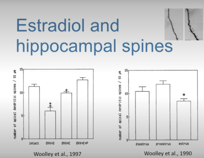 <p>Work of Woolley (in Brisbane lab). She found that both estrogen and progesterone increase dendritic spines in apical dendrites of the hippocampus.</p>