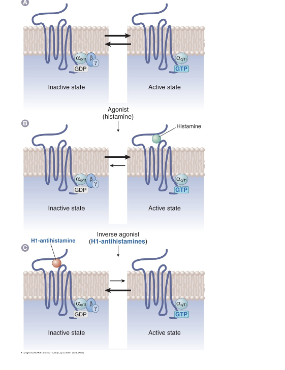<p>panel A: basal receptor activity</p><ul><li><p>inactive state</p><ul><li><p>G<span>α<sub>q</sub>/11 = G protein </span></p></li><li><p><span>GDP is bound</span></p></li></ul></li><li><p>active state</p><ul><li><p>GTP is bound </p></li></ul></li></ul><p></p><p>panel B: agonist action (histamine)</p><ul><li><p>inactive state</p><ul><li><p>GDP is bound</p></li></ul></li><li><p>active state (when histamine binds to receptor)</p><ul><li><p>GTP is bound</p></li></ul></li><li><p>leans more towards active state</p></li></ul><p></p><p>panel C: H1-antihistamine (inverse agonist)</p><ul><li><p>inactive state (when H1-antihistamine is bound)</p><ul><li><p>GDP is bound</p></li></ul></li><li><p>active state</p><ul><li><p>GTP is bound</p></li></ul></li><li><p>lean towards inactive state</p></li></ul><p></p>