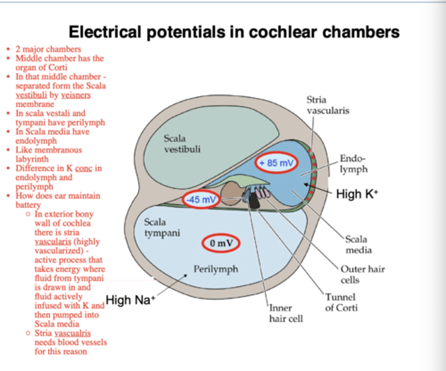 <p>a surplus of electons has the potential to flow</p><p>-flows into the OHC and IHC</p><p>-the microchannels in the stereocilia allows the flow</p>