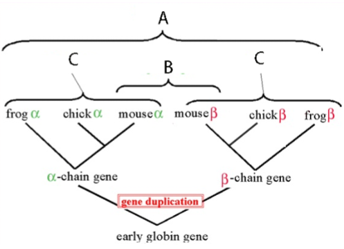 <p>Mouse alpha-chain gene and mouse beta-chain gene are…</p>