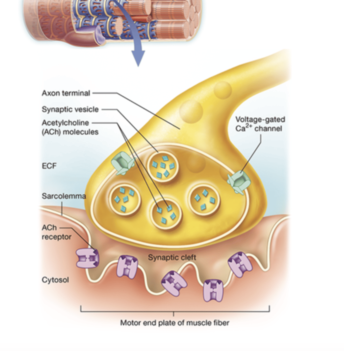 <p>Where the neuron synapses with a muscle fiber</p>