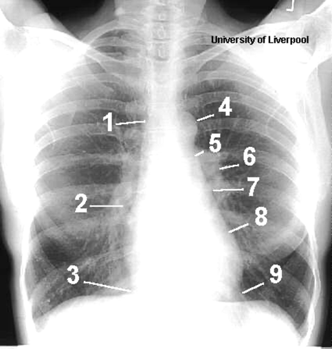 <p>Name the structures according to number</p>