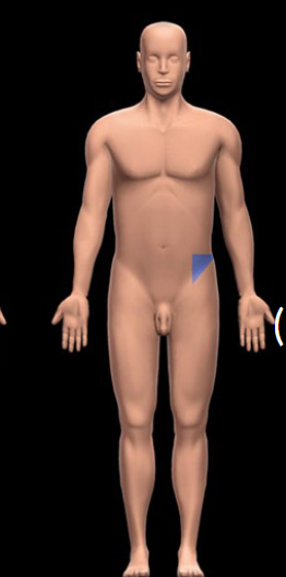 <p>Lower left area of the abdomen, primarily containing parts of the intestines and the left ovary in females. </p>