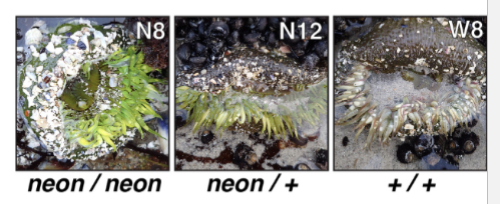<p>In some sea anemones, a neon AnthoYFP allele encodes for a visibly brighter variant. Here are some phenotypes of homozygote and heterozygote anemones. What is the mode of inheritance?</p>