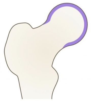 <p>young adult (16-18)</p>