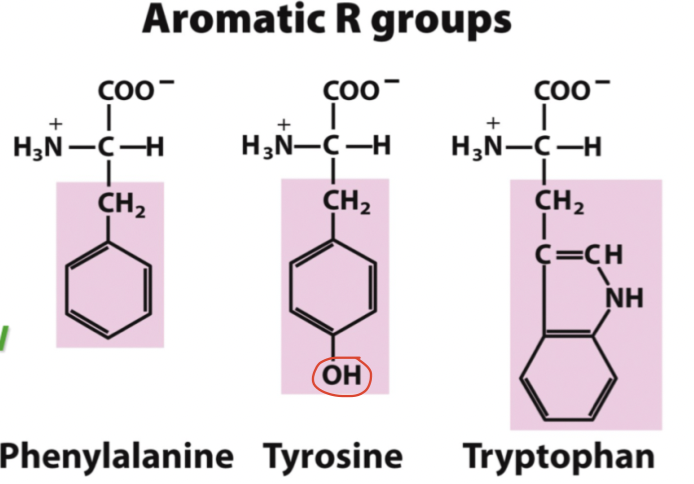 <p>De består av en bensenring. Tyrosin är en aromatisk men också en polär aminosyra eftersom det finns en fri OH-grupp:</p><ul><li><p>Tyrosin</p></li><li><p>Fenylalanin</p></li><li><p>Tryptofan</p></li></ul>