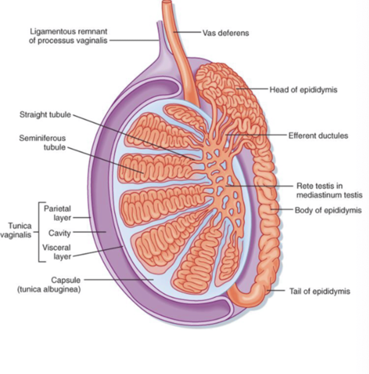 <p>-epididymis</p><p>-Vas Deferens (ductus def)</p><p>-ejactulatory duct</p><p>-urethra</p><p>-penis</p>