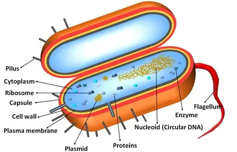 <p><span><strong>Plasma Membrane</strong>: The outer covering that separates the cell's interior from its environment. It is selectively permeable, allowing certain substances to pass through while blocking others.</span></p><p><span><strong>Cytoplasm</strong>: A jelly-like region within the cell that contains enzymes, salts, and other cellular components. It also plays a role in the movement of substances within the cell.</span></p><p><span><strong>Ribosomes</strong>: Particles responsible for protein synthesis within the cell. They are essential for the production of cellular proteins.</span></p><p><span><strong>DNA</strong>: The genetic material of the cell, found in the nucleoid region. Prokaryotic DNA is typically circular and not enclosed within a nucleus.</span></p><p><span><strong>Cell Wall</strong>: An outer layer that provides structural support and protection. It is often made of peptidoglycans and can be found in some prokaryotic cells.</span></p><p><span><strong>Capsule</strong>: An additional outer layer found in some prokaryotic cells, which can help the cell adhere to surfaces and resist immune attacks.</span></p><p><span><strong>Flagella</strong>: Whisker-like structures that enable movement in prokaryotic cells.</span></p><p><span><strong>Pili</strong>: Hair-like structures that aid in attachment and genetic exchange.</span></p><p></p><p></p><p></p>