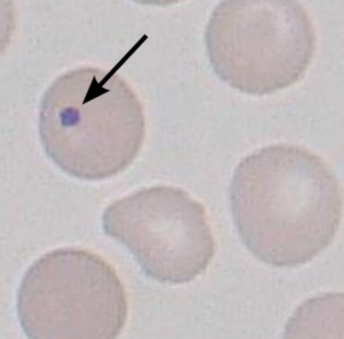 <p>are small fragments of non-fxnal nucleus wc were not extruded as the cell left the marrow</p>