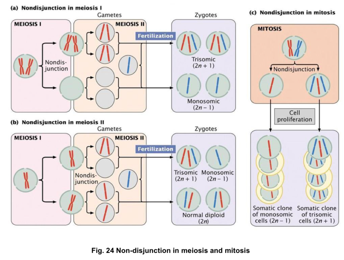 <p>1) aneuploidy → condition where cell has abnormal number of chromosomes. result of non-disjunction, failure of homologous chromosomes or sister chromatids to separate properly during nuclear division </p><p>eg Down syndrome. is the result of extra chromosome 21, so each body cell has tot of 47 chromosomes. includes characteristic facial features, heart defects, mental retardation.</p><p>2) polyploidy → condition where there are 3 or more times the haploid number of chromosomes (extra sets). result from non-disjunction of entire chromosomes sets in mitosis or meiosis. more common among plants than animals.</p><p>eg tetraploid animal, burrowing rodent, naturally occurring tetraploid species.</p>