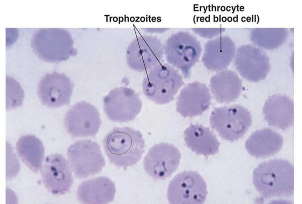 <p>Genus: Plasmodium</p>