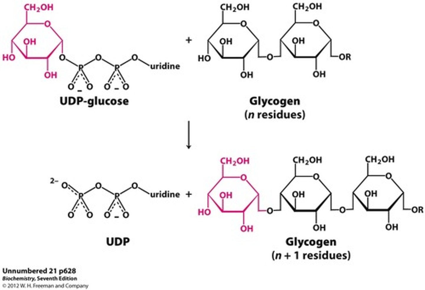 <p>α(1→4) glycosidic bond</p>