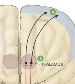 <p>Sensations are perceived in the _____________</p>