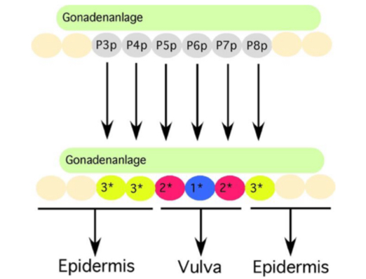 <ul><li><p>bei Ablation von P6 übernehmen andere Zellen das primäre Schicksal</p></li><li><p>3 Vorläuferzellen der Äquivalenzgruppe reichen aus für die Bildung der Vulva</p></li><li><p>bei Zerstörung der Gonadenanlage entsteht statt einer Vulva nur die Epidermis → d.h. Gonade induzieren Signale, die Zellschicksale determinieren</p></li></ul>