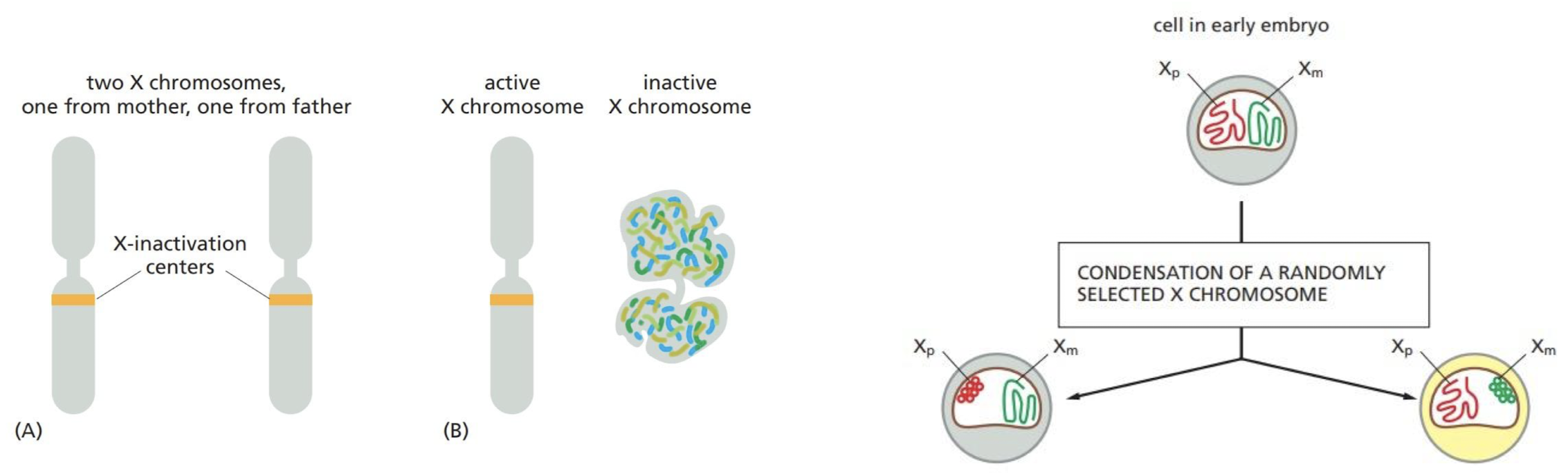 <p><strong>dosage compensation</strong></p><ul><li><p>mechanism to ensure that the same amount of most of the X-chromosome gene products is made in both male and female cells</p></li><li><p>happens because of transcriptional inactivation of one of the two X-chromosomes in female somatic cells → <strong>X-inactivation</strong></p></li></ul>