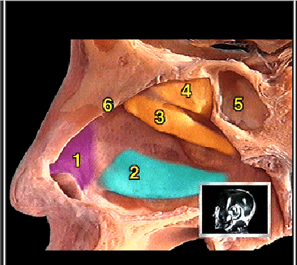 <p>what structure is #4?</p>